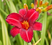 HEMEROCALLIS MALLARD