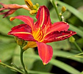 HEMEROCALLIS RED ADMIRAL