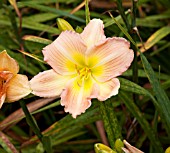 HEMEROCALLIS SELECTION