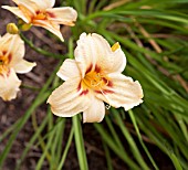 HEMEROCALLIS VARSITY