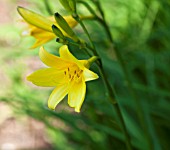 HEMEROCALLIS LILIOASPHODELUS