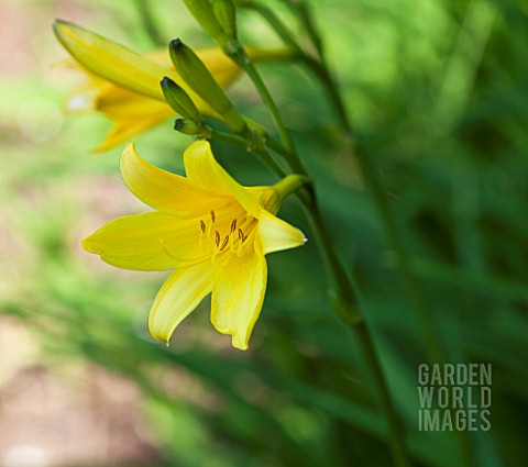 HEMEROCALLIS_LILIOASPHODELUS