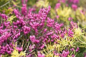 ERICA CARNEA CHALLENGER