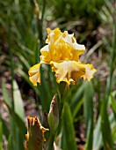 IRIS BUTTERSCOTCH KISS