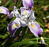 IRIS CALIFORNIAN HYBRID