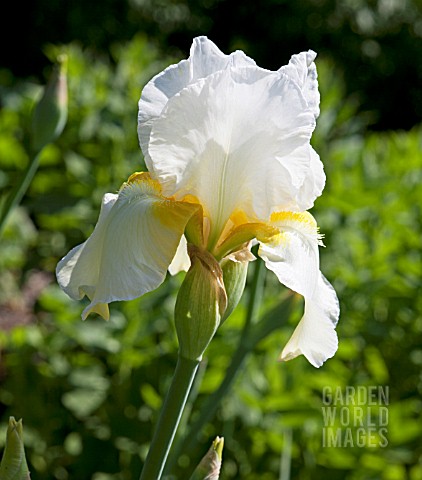 TJD2154- IRIS 'CHRISTMAS ANGEL' : Asset Details -Garden World Images