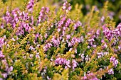 ERICA CARNEA FOXHOLLOW