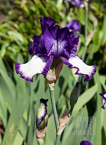 IRIS_STEPPING_OUT