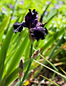 IRIS SUPERSTITION