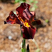 IRIS TALL CHIEF