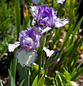 IRIS WABASH