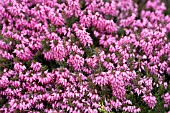 ERICA CARNEA ROSALIE