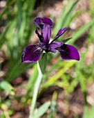 IRIS CHRYSOGRAPHES BLACK KNIGHT