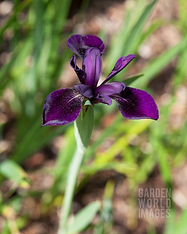 IRIS_CHRYSOGRAPHES_BLACK_KNIGHT