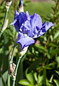 IRIS GERMANICA CRYSTAL BLUE