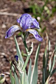 IRIS PALLIDA ARGENTEA VARIEGATA