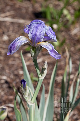 IRIS_PALLIDA_ARGENTEA_VARIEGATA