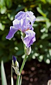 IRIS PALLIDA VARIEGATA