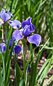 IRIS SIBIRICA SILVER EDGE