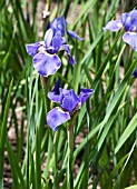 IRIS SIBIRICA SILVER EDGE