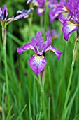 IRIS SIBIRICA SPARKLING ROSE