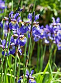 IRIS SIBIRICA TYCOON