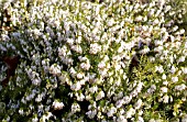 ERICA CARNEA SPRINGWOOD WHITE