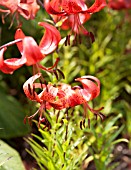 LILIUM MINOS