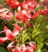 LILIUM MINOS