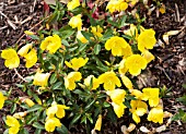 OENOTHERA FRUTICOSA FIREWORKS