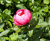 PAEONIA LUDOVICA