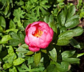 PAEONIA LUDOVICA