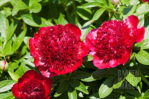 PAEONIA_RED_CHARM