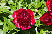 PAEONIA RED CHARM