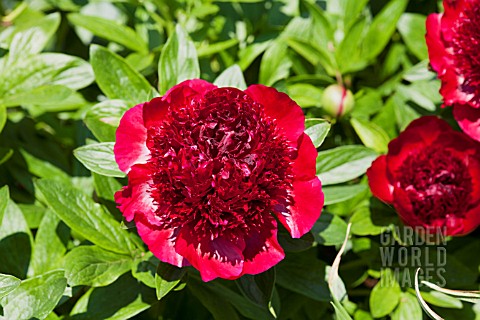 PAEONIA_RED_CHARM