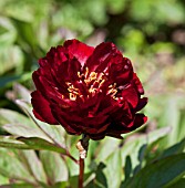 PAEONIA LACTIFLORA ILLINI BELLE