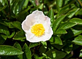 PAEONIA LACTIFLORA KRINKLED WHITE