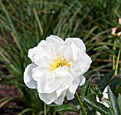 PAEONIA LACTIFLORA MISS AMERICA