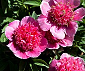 PAEONIA OFFICINALIS ANEMONIFLORA ROSEA