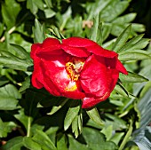 PAEONIA OFFICINALIS GIFFORDS VARIETY