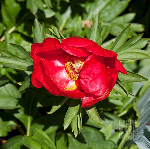 PAEONIA_OFFICINALIS_GIFFORDS_VARIETY