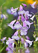 PENSTEMON ALICE HINDLEY