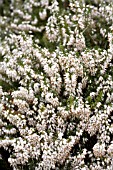 ERICA CARNEA WHITE PRINCESS