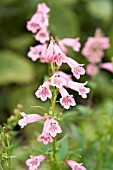 PENSTEMON MACPENNYS PINK