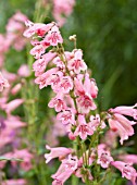 PENSTEMON MACPENNYS PINK