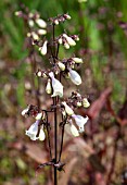 PENSTEMON DIGITALIS HUSKER RED