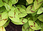 PERSICARIA VIRGINIANA