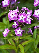 PHLOX PANICULATA LAURA