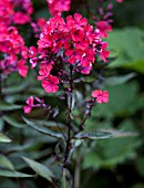 PHLOX PANICULATA STARFIRE