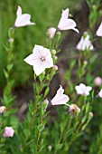 PLATYCODON GRANDIFLORUS FUJI PINK